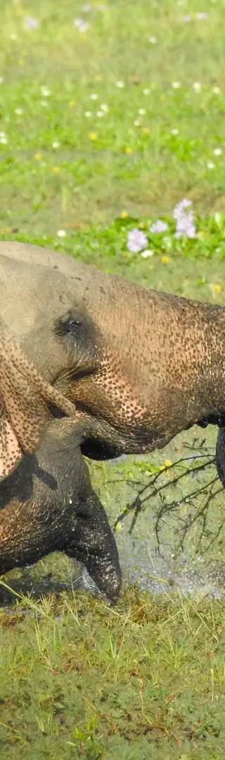 Wo die wilden Tiere wohnen
